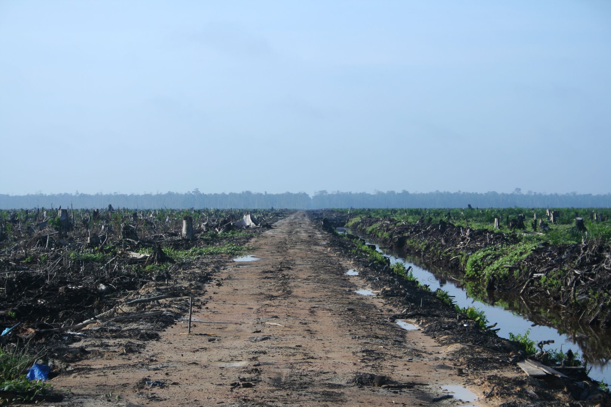 Plantation de palmiers à huile dans le Riau, Indonésie, 2007